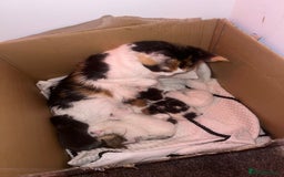 Maine Coon cats for sale: Adorable Maine coons!!! - Image 10