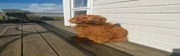 Labradoodle dogs for sale: 🐾 Beautiful Apricot Medium Labradoodle Boy 🧡 - Advert 6