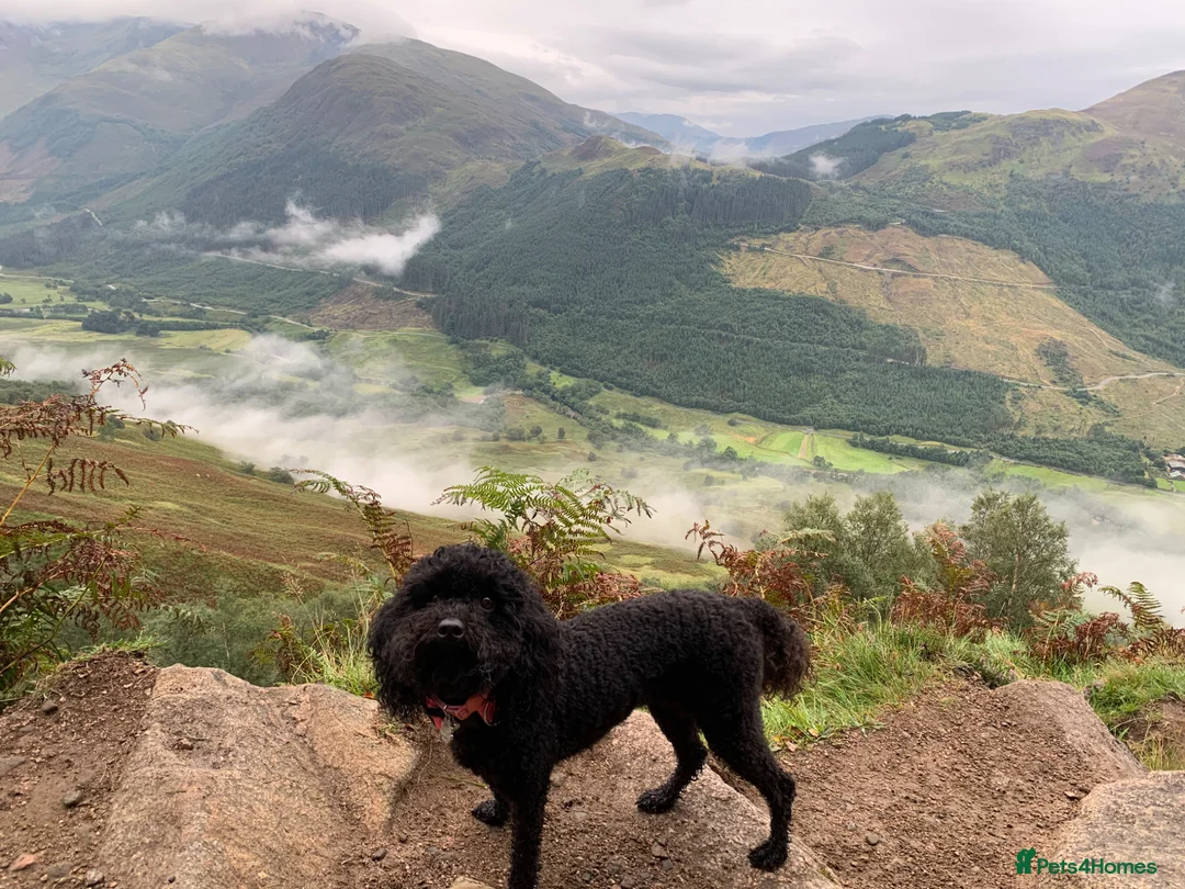 Miniature Poodle dogs for sale: Small Miniature Poodles in Northolt - Advert 2