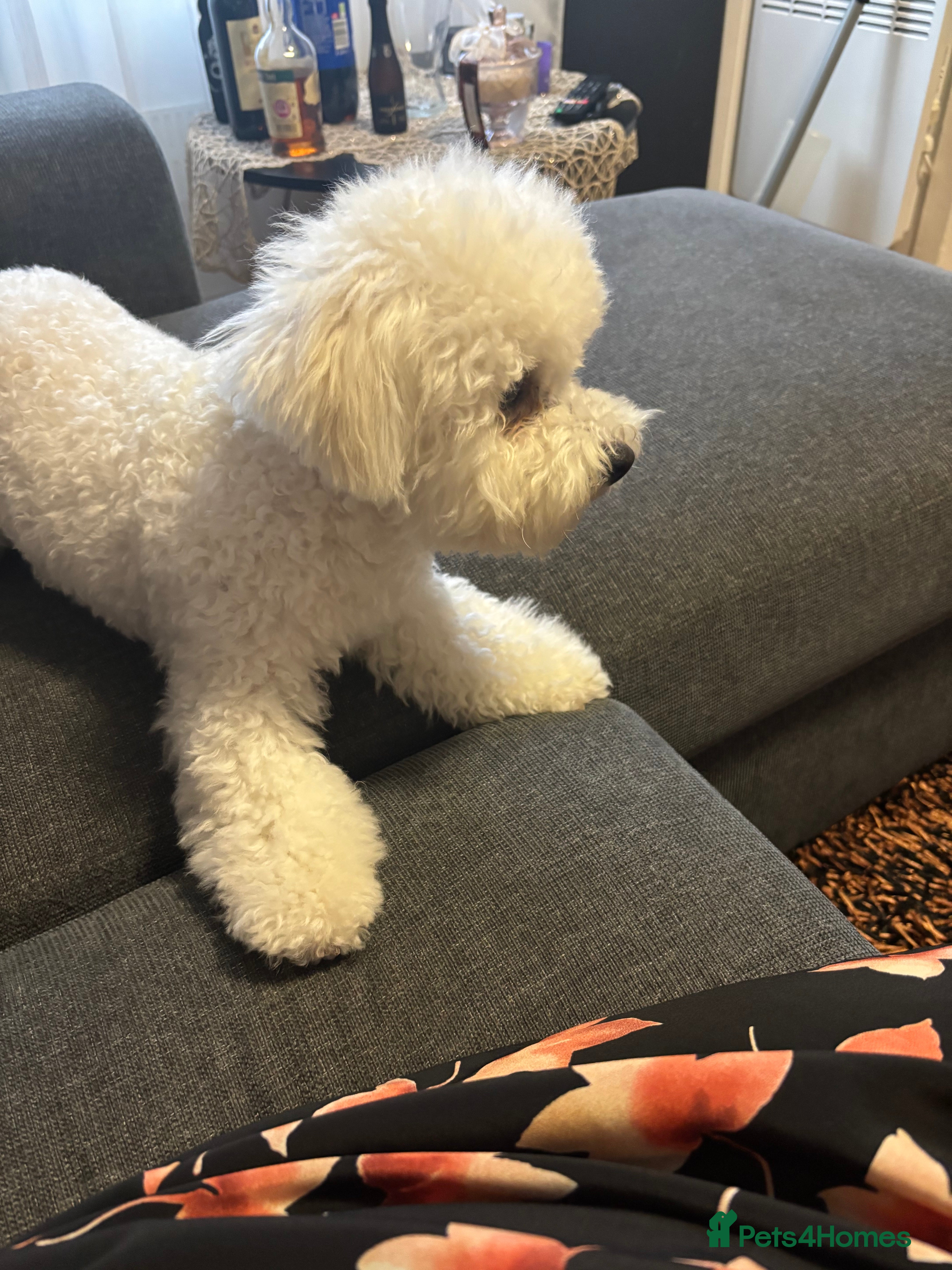 Bichon Frise dogs Beautiful bichon frisee puppies - Advert 2