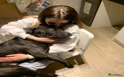 Mixed Breed dogs for stud: STAFFORDSHIRE BULL TERRIER MIX FOR STUD - Image 19