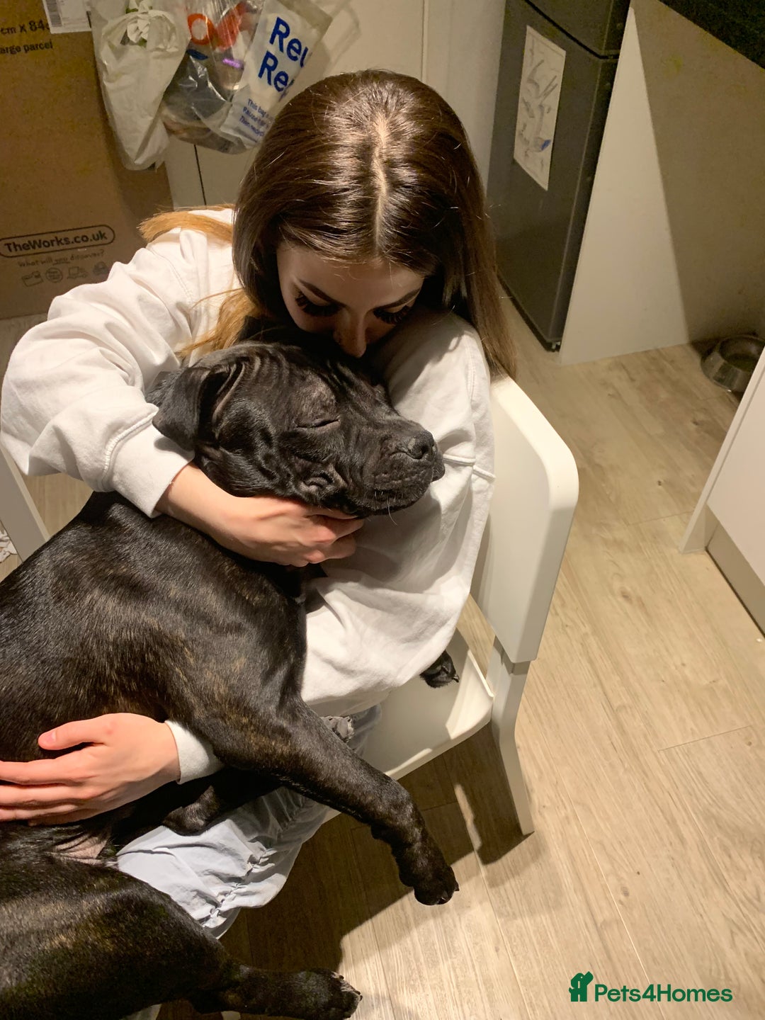 Mixed Breed dogs for stud: STAFFORDSHIRE BULL TERRIER MIX FOR STUD - Image 19