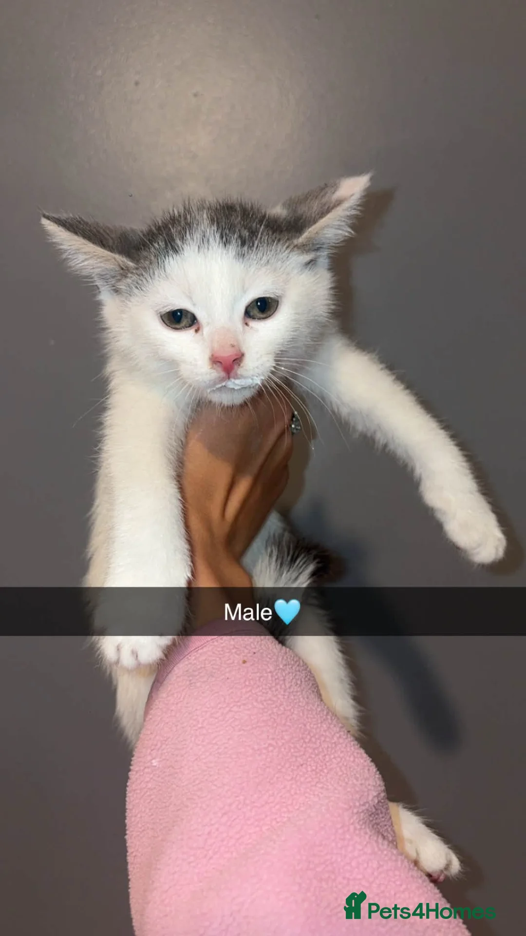 Mixed Breed cats for sale: 4 kittens  - Advert 4