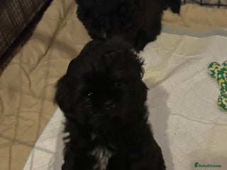 Shih Tzu dogs 2 Shih Tzu puppies left - Advert 2