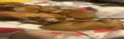 Mixed Breed dogs for sale: Mini dachshund cross  - Advert 3