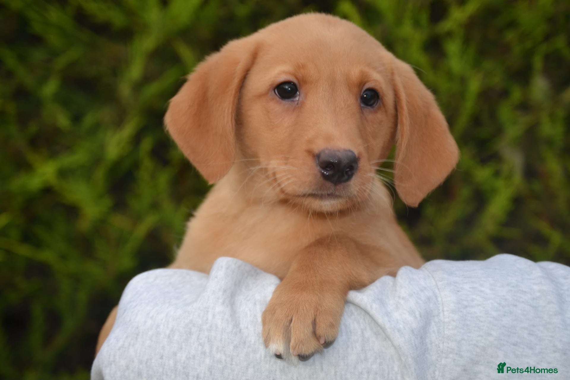 Labrador Retriever dogs Fox Red Labradors READY TO LEAVE  - Advert 2