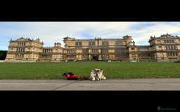 German Shepherd dogs for sale: URGENT home needed for my dogs - Image 24