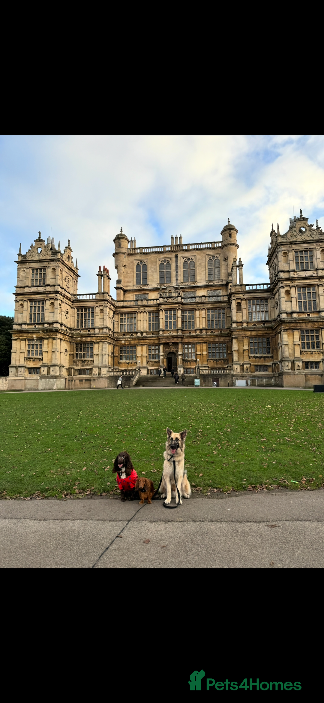 German Shepherd dogs for sale: URGENT home needed for my dogs - Image 24