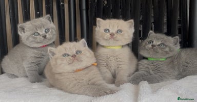 British Shorthair cats - Advert 11