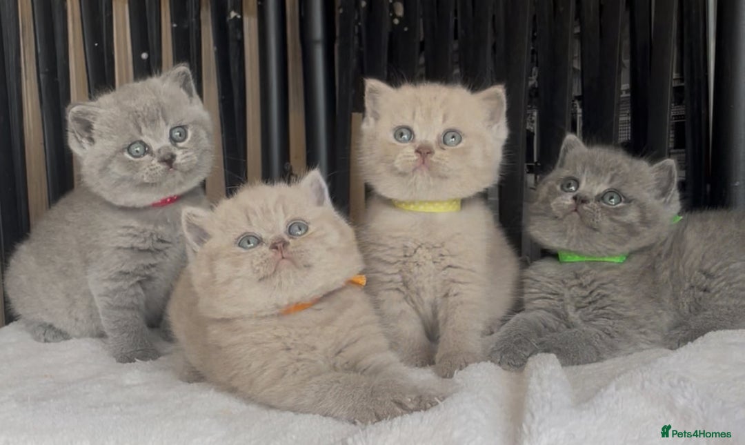 British Shorthair cats for sale: Absolutely beautiful BSH kittens  - Image 3