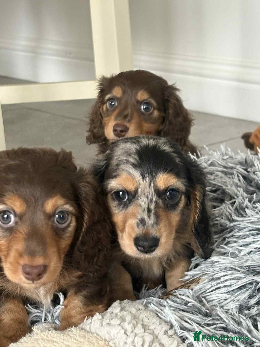 Miniature Dachshund dogs for sale: Long haired mini male dachshunds pups KC reg  - Image 19