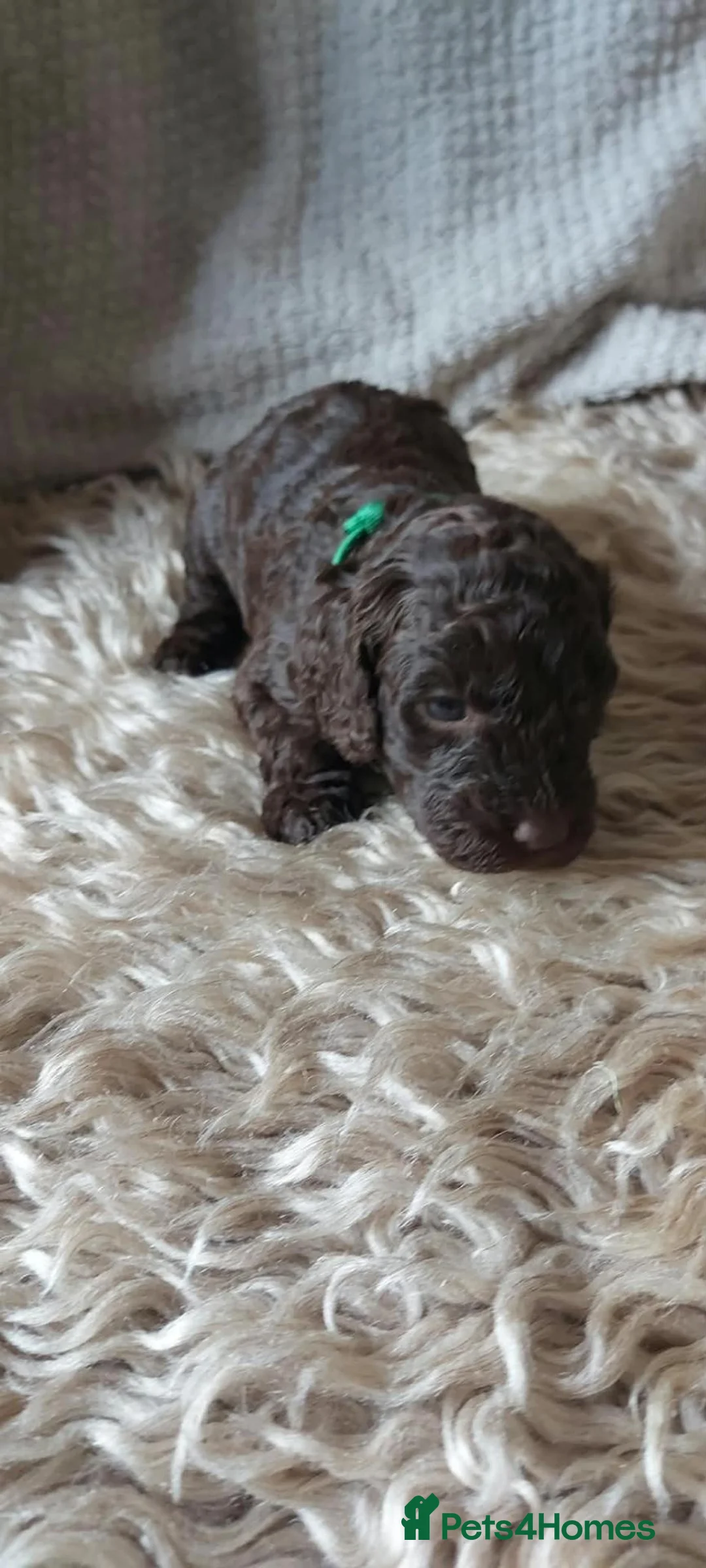 Mixed Breed dogs for sale: quality puppies for sale - Advert 11