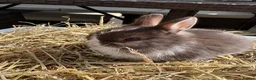 Netherland Dwarf rabbits for sale: Netherland dwarf Babies  - Advert 6