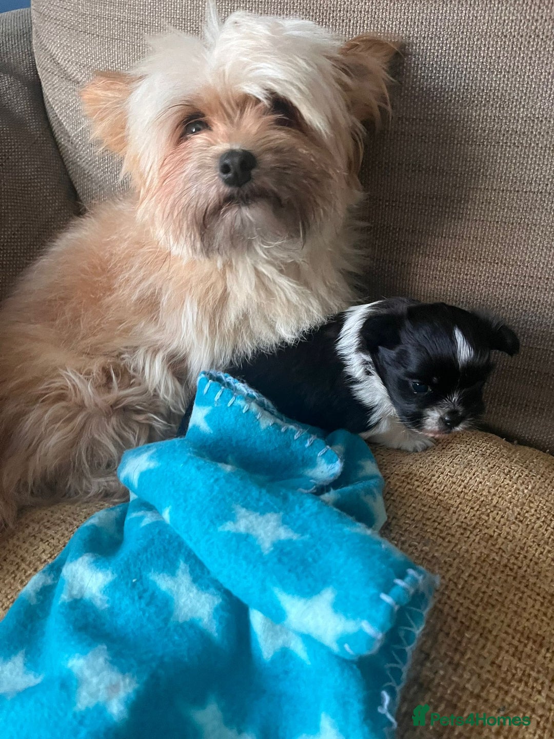 Mixed Breed dogs for sale: Shih Apso - Advert 5