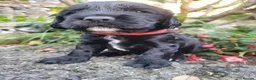 Sprocker dogs for sale: Beautiful, healthy Spaniel puppies. in Dover - Advert 20