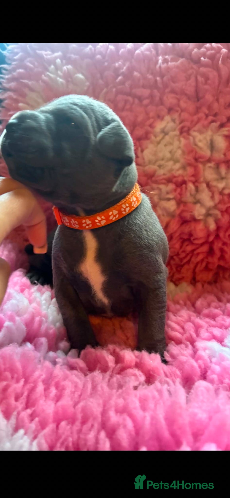 Staffordshire Bull Terrier dogs for sale: Top pedigree blue Staffordshire bull terriers in Glasgow - Advert 7