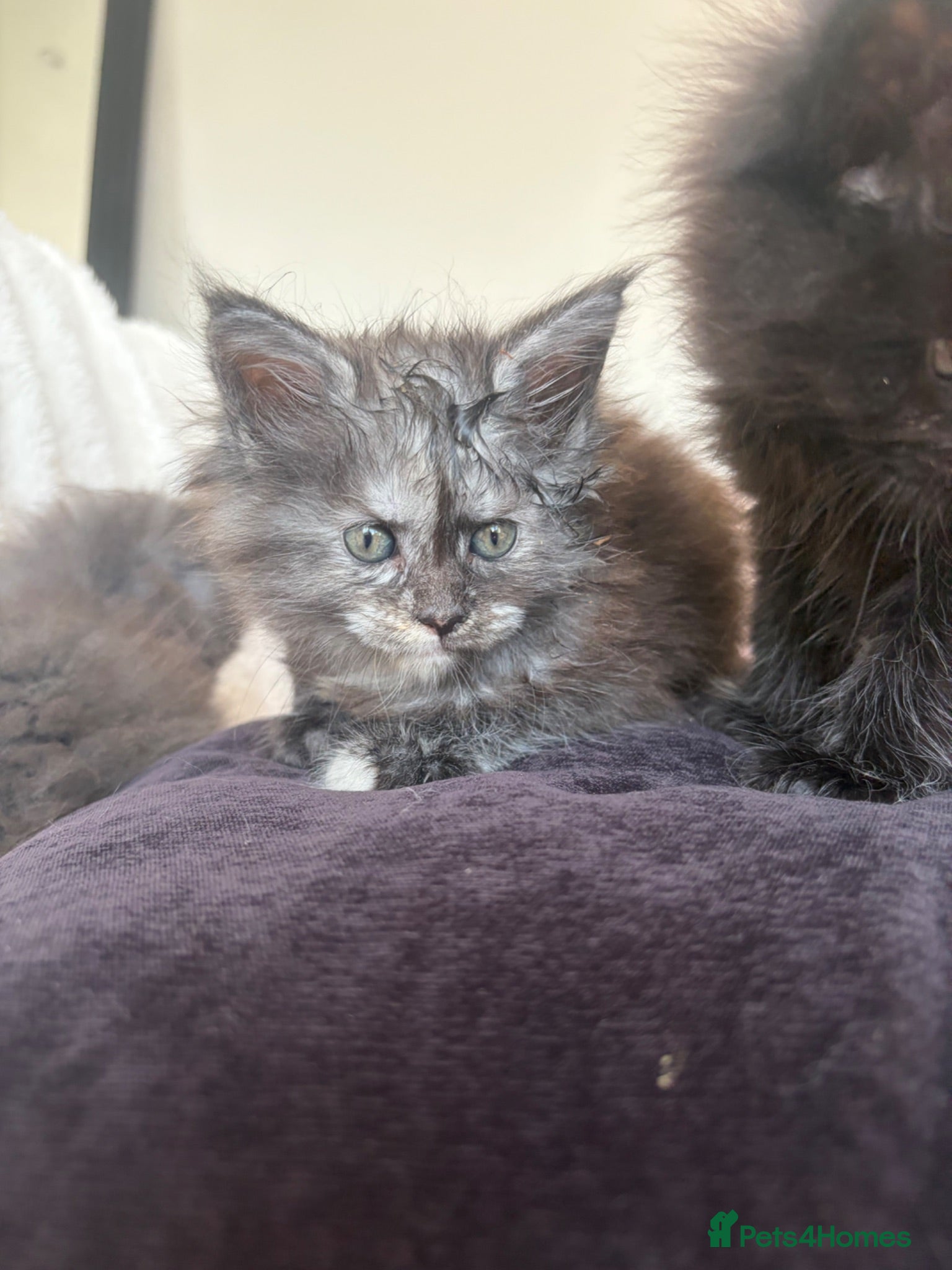 Maine Coon cats Stunning TICA Registered Maine Coon kittens ❤️❤️❤️ - Advert 2