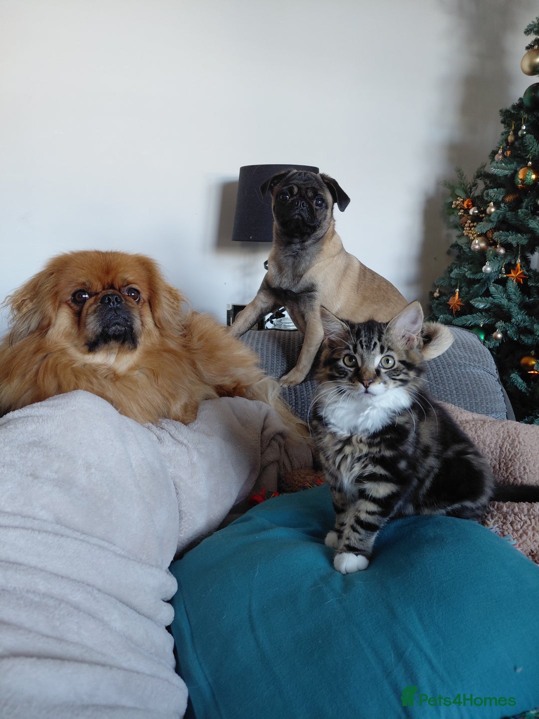 Mixed Breed cats for sale: Beautiful fluffy baby boy. - Advert 5