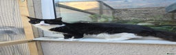 Maine Coon cats for sale: Stunning Active Adult Female Black Bicolor - Advert 10