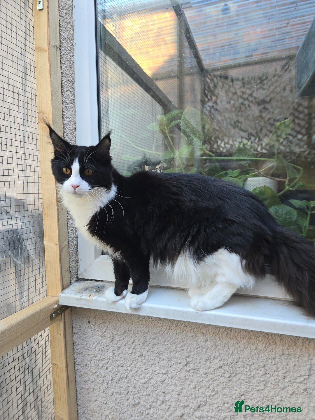 Maine Coon cats for sale: Stunning Active Adult Female Black Bicolor - Advert 10