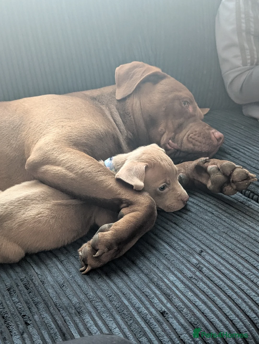 American Bulldog dogs for stud: Erebus  - Advert 11