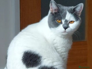 British Shorthair cats - Advert 21