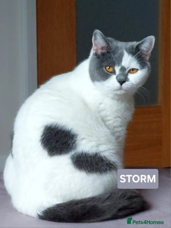 British Shorthair cats - Advert 14