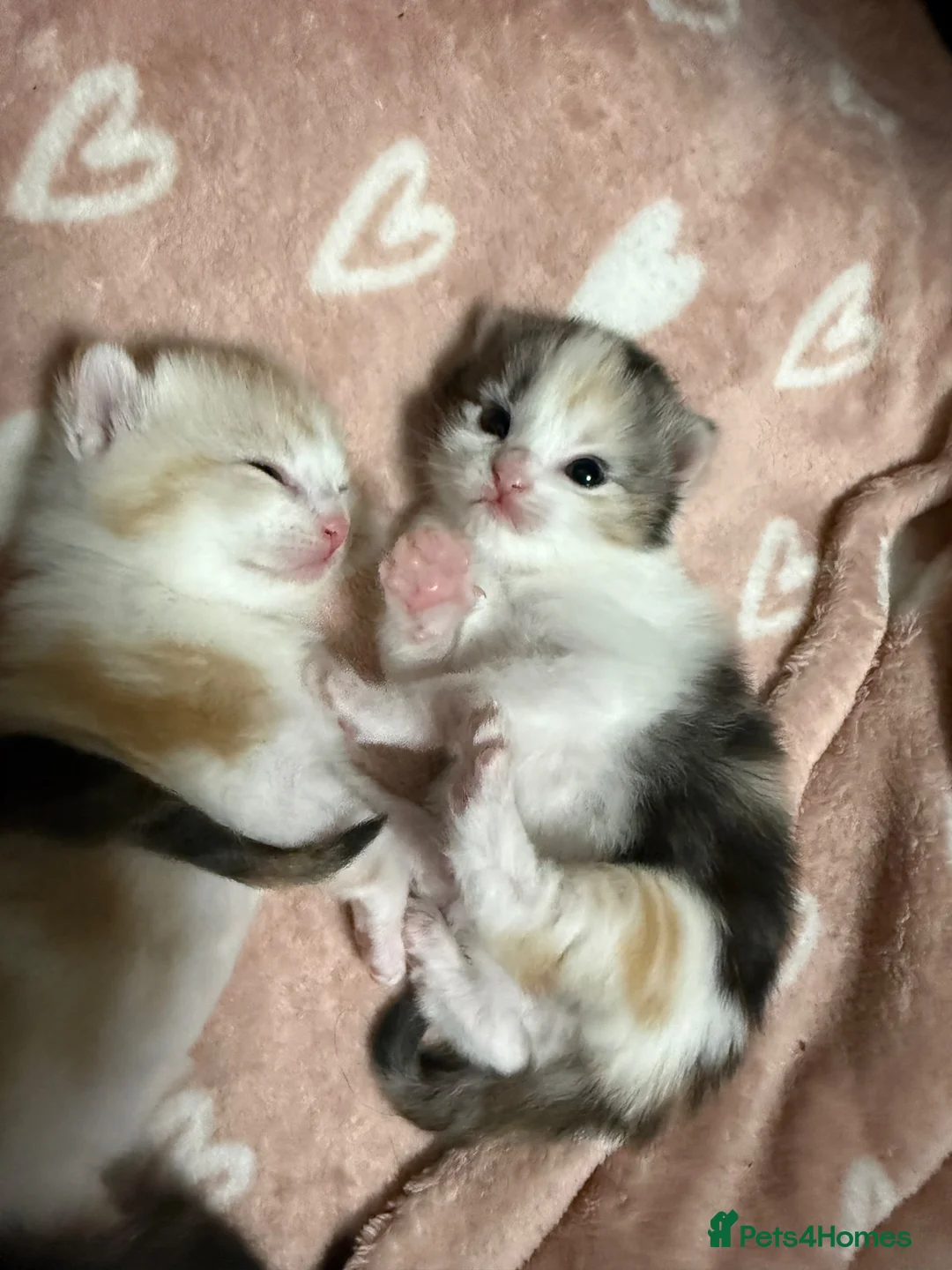 Mixed Breed cats for sale: Mixed Breed/Ragdoll Kittens for Sale  - Advert 13