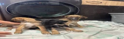 Mixed Breed dogs for sale: Lurcher puppies saluki x German shepherd ready now - Advert 4