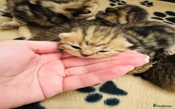 British Shorthair cats for sale: British Shorthair X Scottish Fold - Advert 3