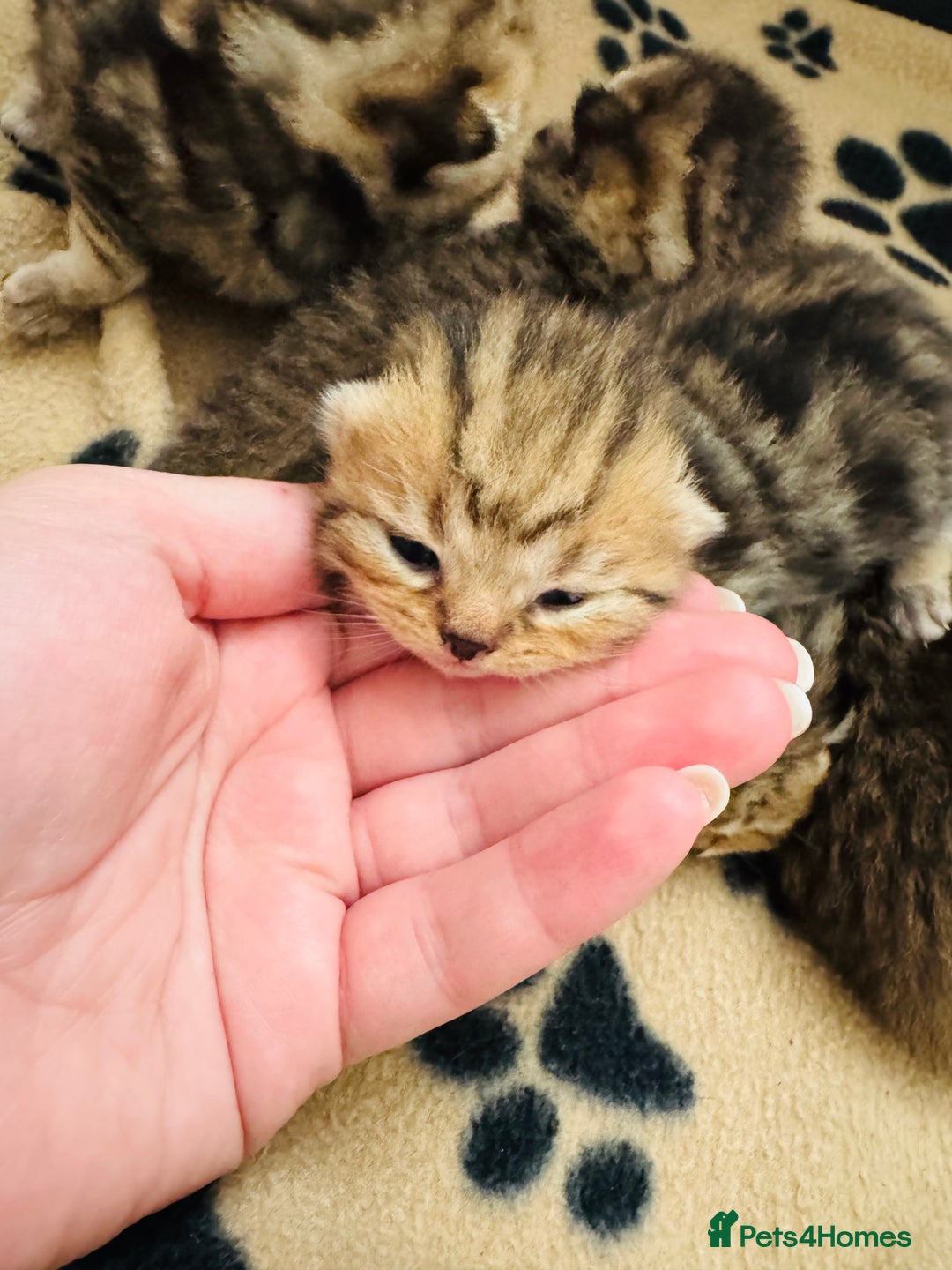 British Shorthair cats for sale: British Shorthair X Scottish Fold - Advert 3