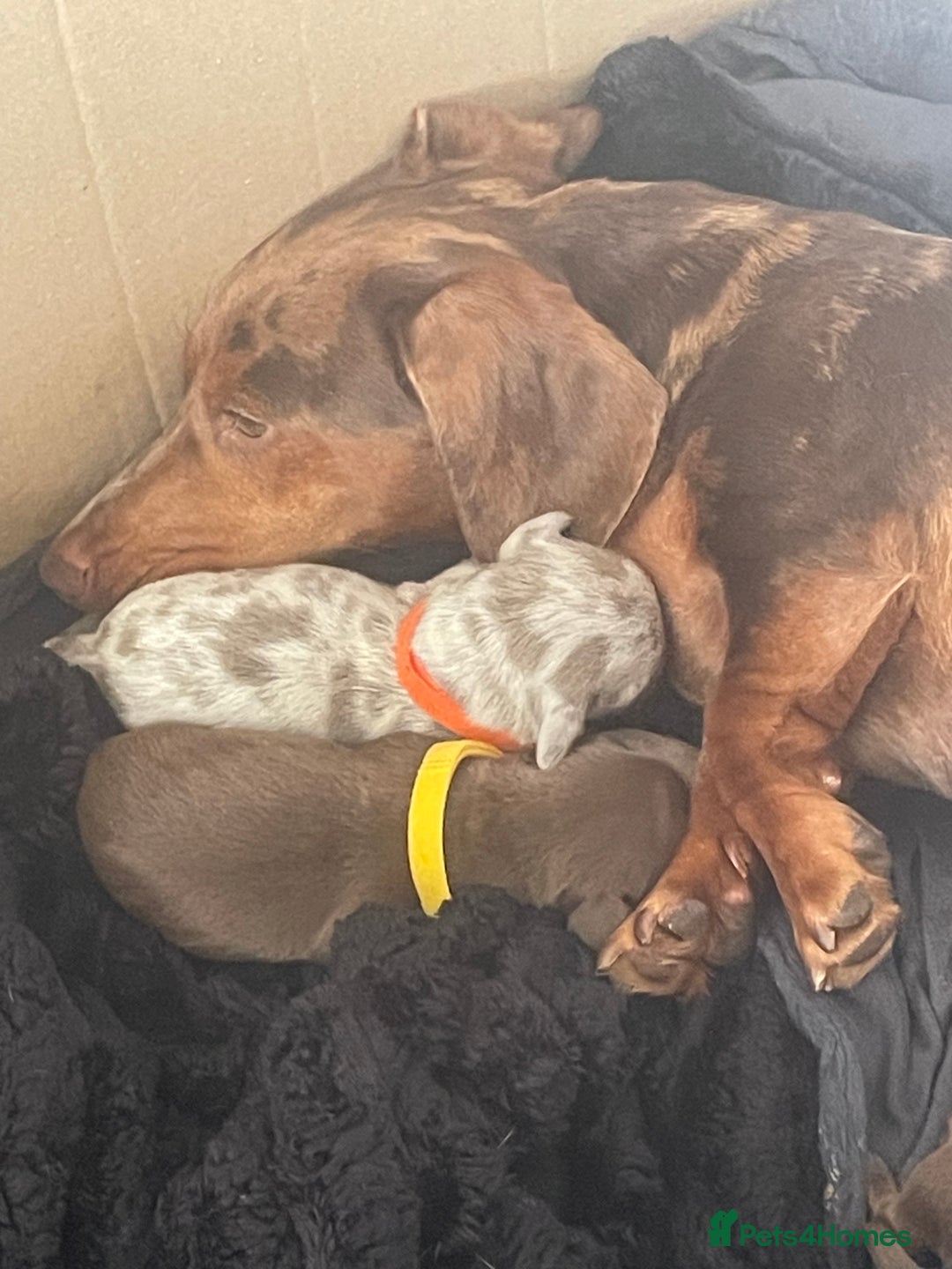 Miniature Dachshund dogs for sale: Miniature Dachshunds  - Image 2
