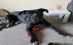 Cane Corso dogs for sale: Beautiful 2 year old Cane Corso - Image 2