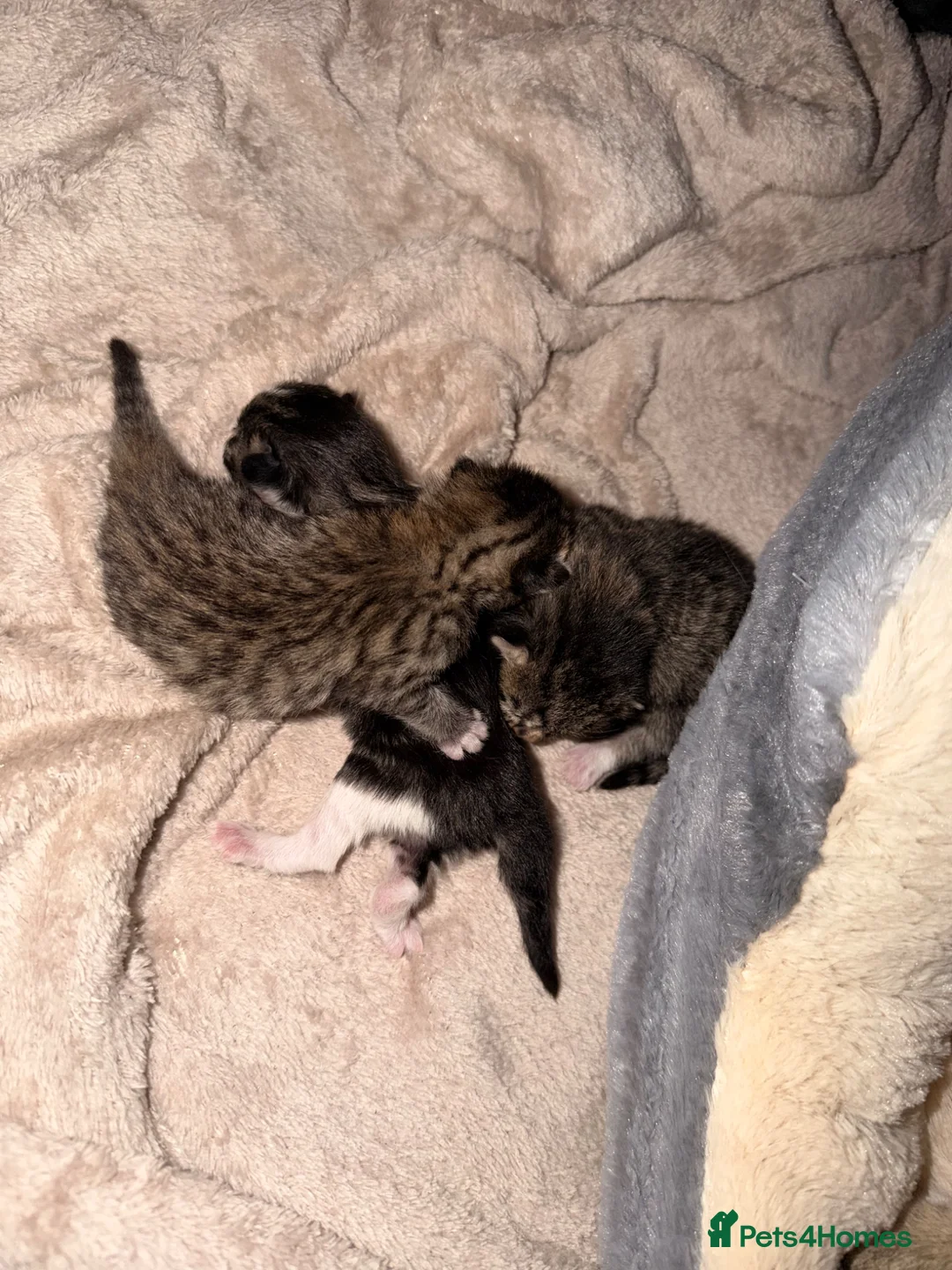 Mixed Breed cats for sale: 3 beautiful kittens in Saint Helens - Advert 10