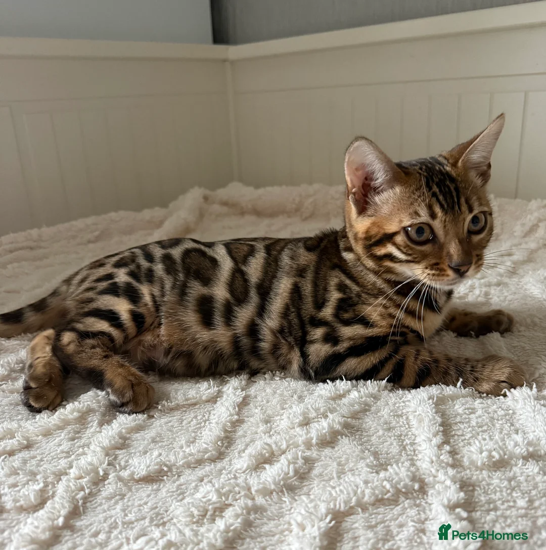 Bengal cats for sale: 🐆Adorable pedigree bengal kittens🐆 - Advert 2