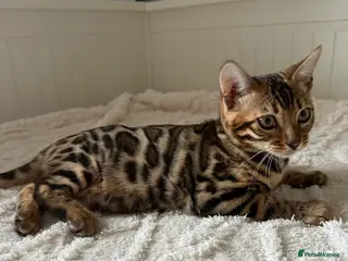 Bengal cats 🐆Adorable pedigree bengal kittens🐆 - Advert 5