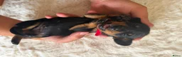 Miniature Dachshund dogs for sale: Beautiful Miniature Daschund Puppies  - Advert 7