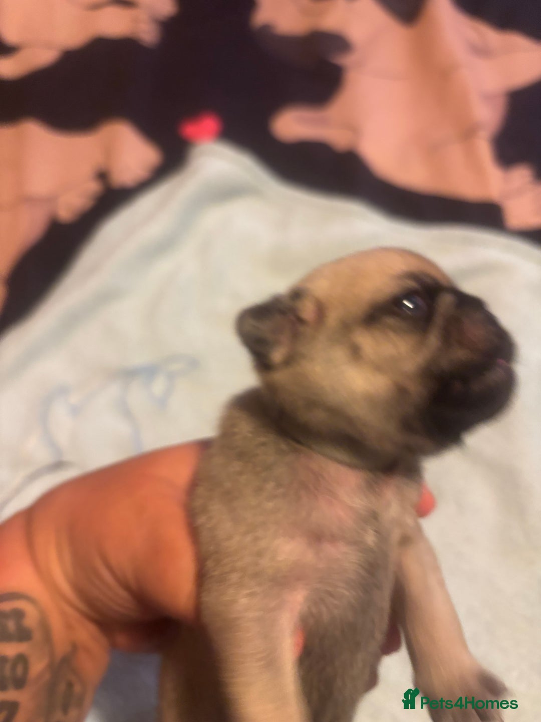 Pug dogs for sale: Pug Puppies  - Image 9