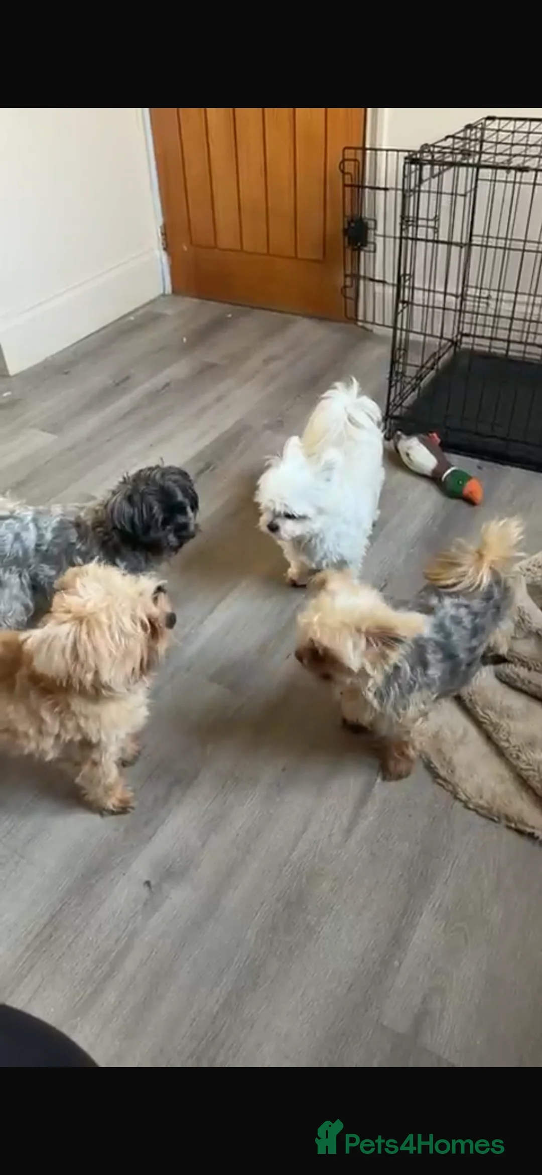 Morkie dogs for sale: Two brothers 18months old  - Advert 5