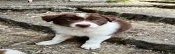 Border Collie dogs for sale: ISDS/KC Border Collie puppies for sale  - Advert 13