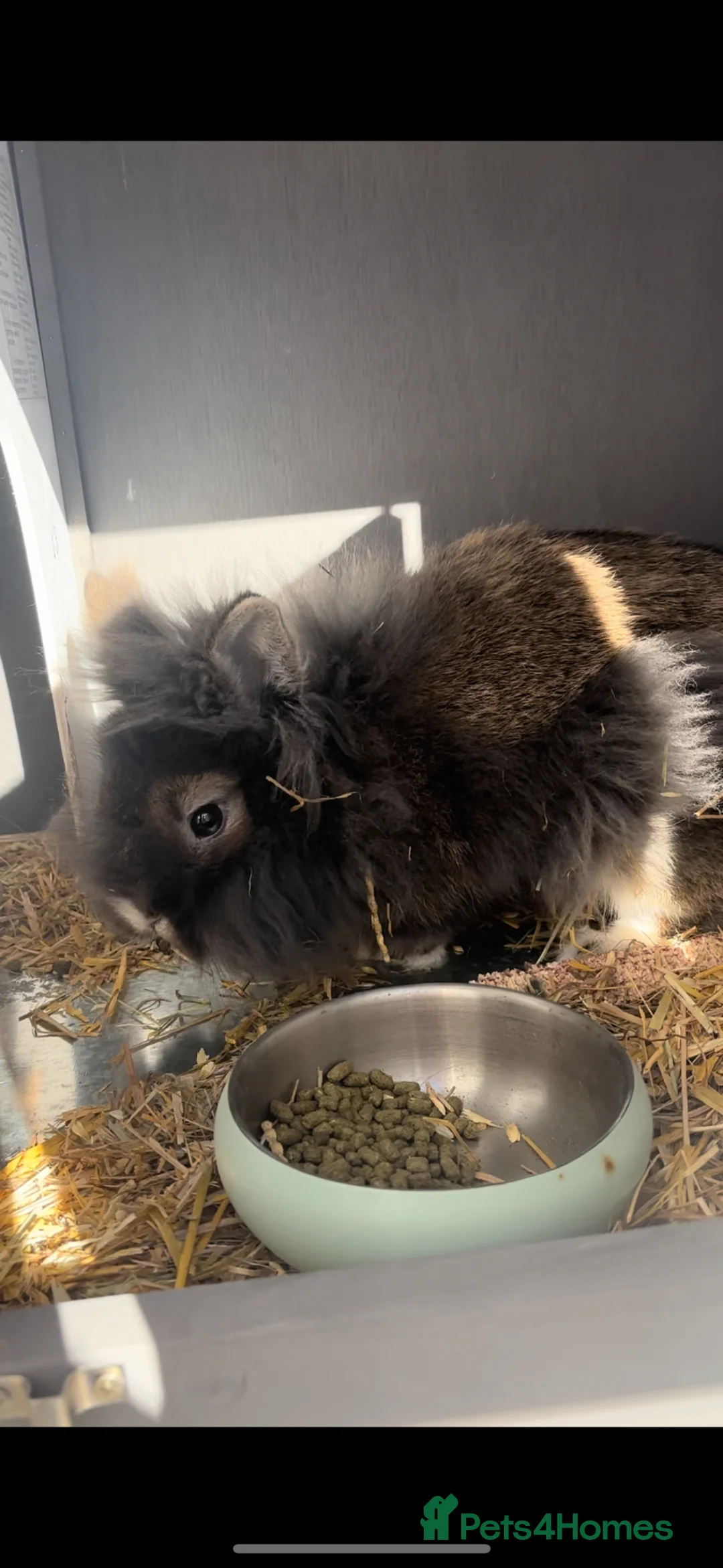 Mini Lion Lop rabbits for sale: Lovely little male lion lop rabbit  in Tewkesbury - Advert 2