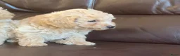 Poochon dogs for sale: Outstanding Poochon puppies  - Advert 7