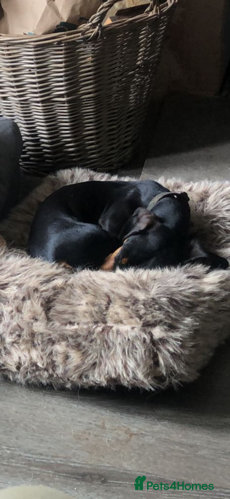 Miniature Dachshund dogs Female Minature Dachshund  - Advert 2