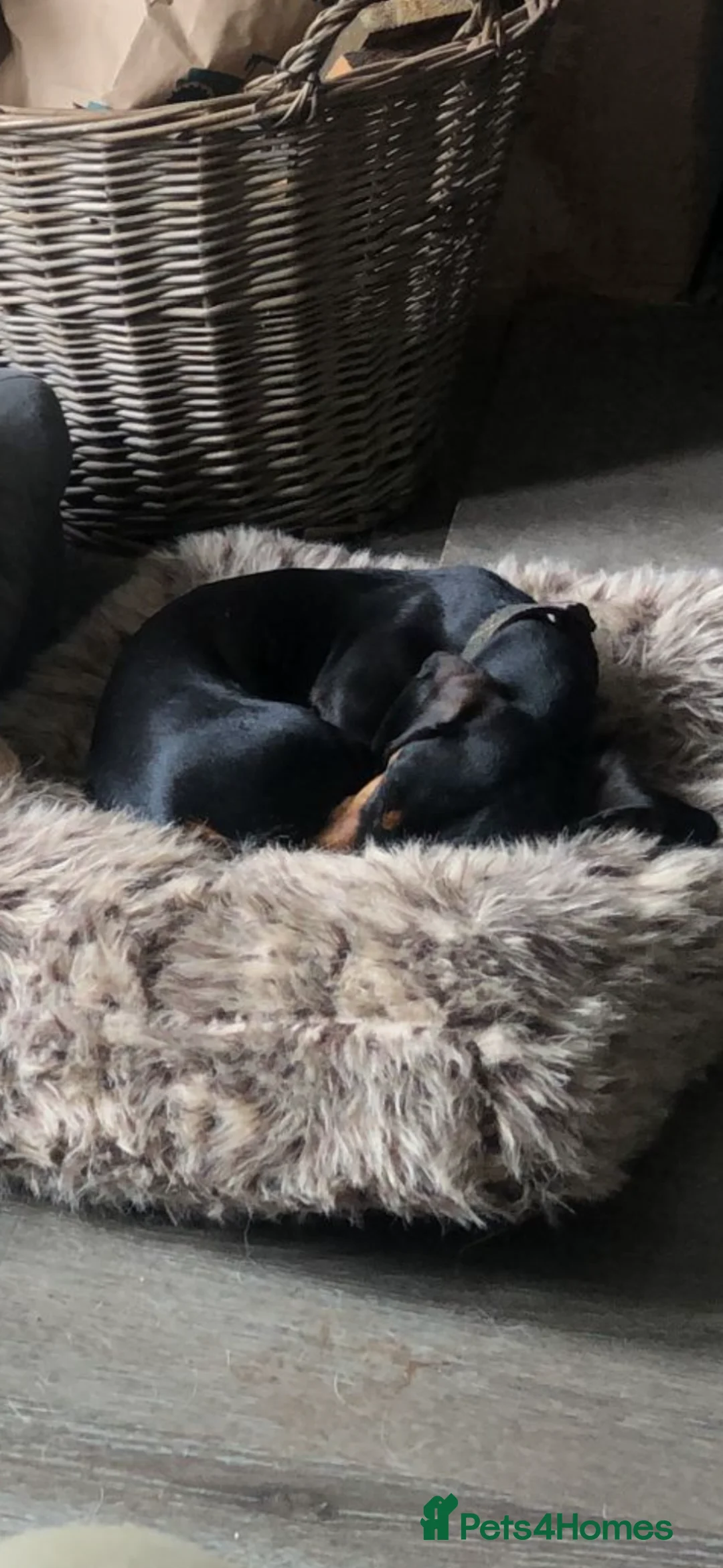 Miniature Dachshund dogs for sale: Female Minature Dachshund  - Advert 2