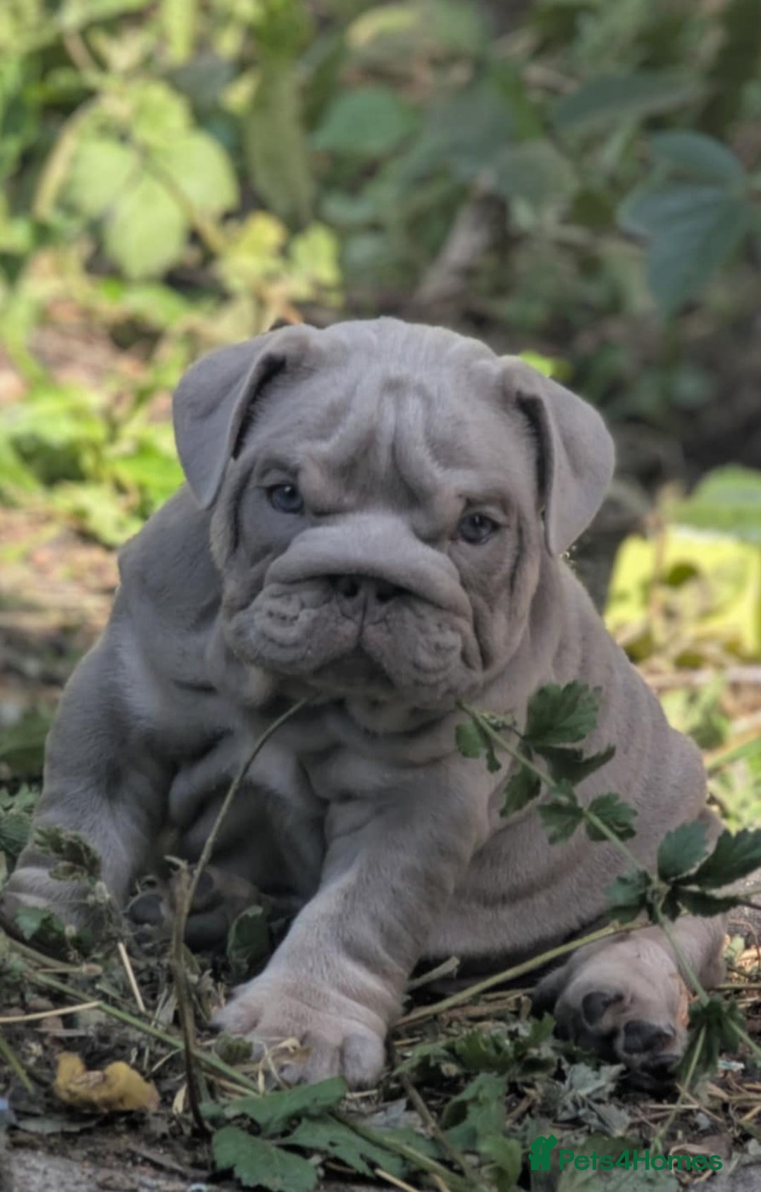 English Bulldog dogs for sale: English bulldog  - Image 11