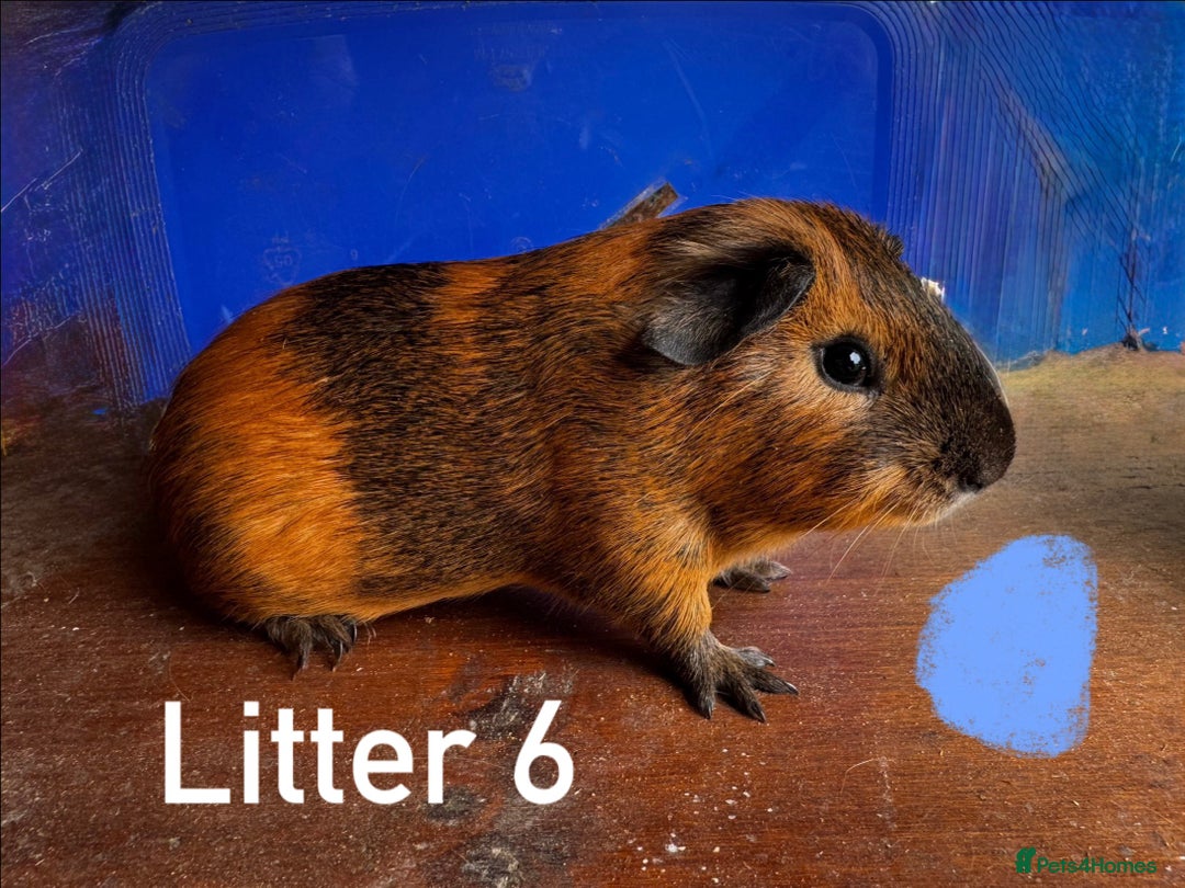 Guinea Pig rodents for sale: Baby Guinea Pigs For Sale - Image 15
