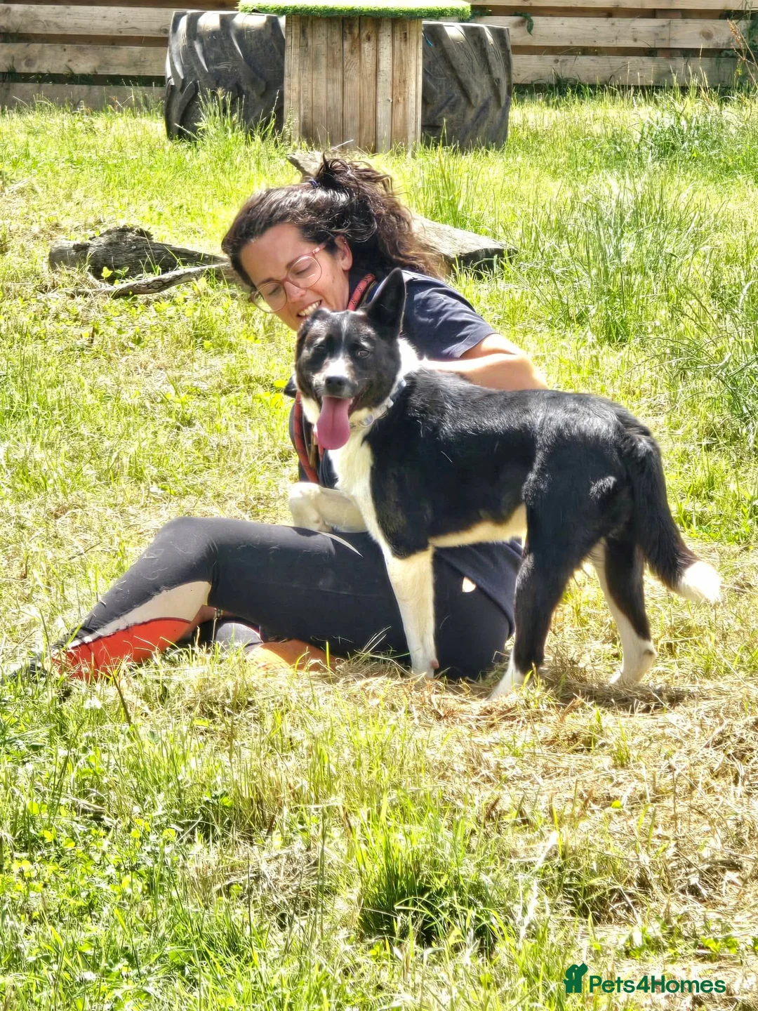 Mixed Breed dogs for adoption: 💛🐾 ZOOMIES INCLUDED - MEET OLWEN🐾💛 - Advert 2