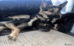 German Shepherd dogs for sale: German Shepherd pups - Advert 2