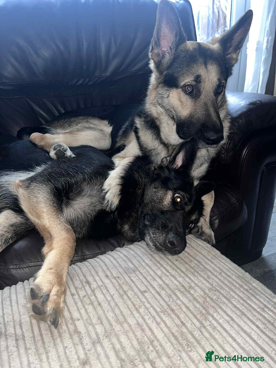 German Shepherd dogs for sale: German Shepherd pups - Advert 2