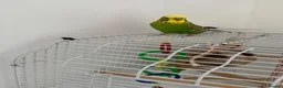 Budgerigars birds for sale: Beautiful Green & Yellow Budgerigar in Stoke-on-Trent - Advert 5